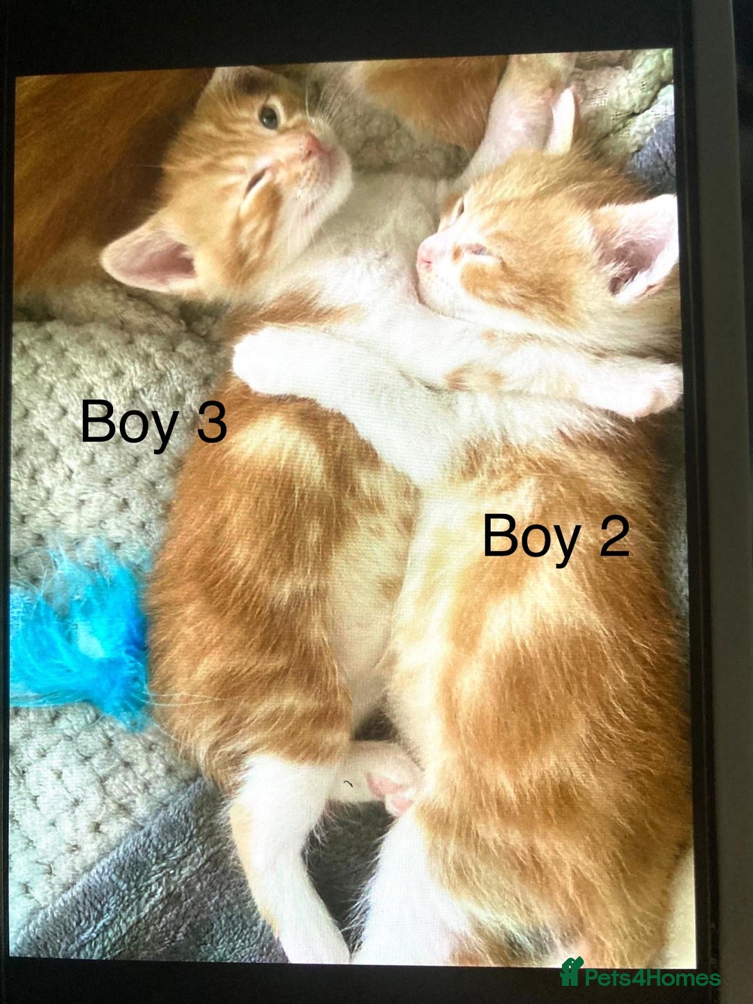 Mixed Breed cats for sale: 4 Gorgeous little boys  - Image 29