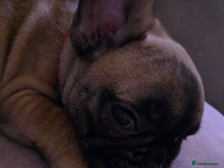 French Bulldog dogs French bulldog puppies - Advert 7