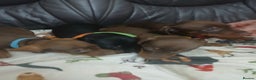 Dachshund dogs for sale: Dachshund puppies  - Advert 5