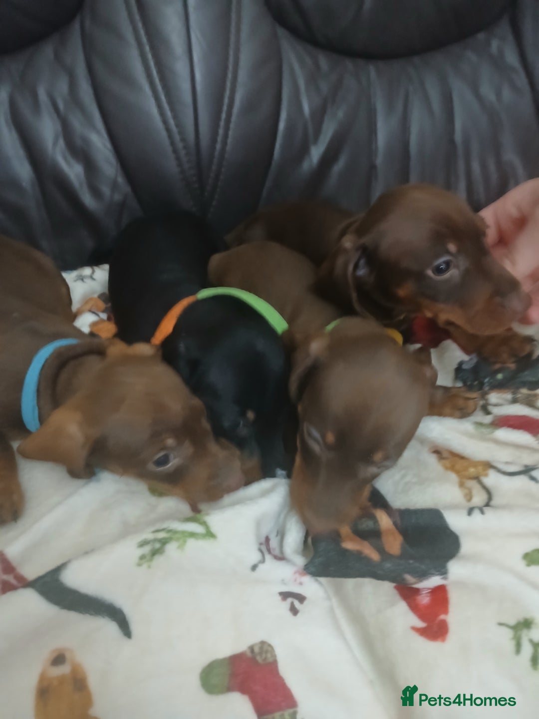 Dachshund dogs for sale: Dachshund puppies  - Advert 5