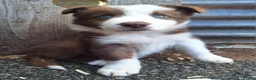 Border Collie dogs for sale: Beautiful fluffy Collie Pups for Sale - Advert 13
