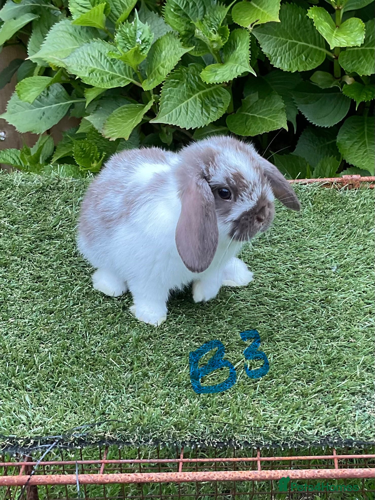 Mini Lop rabbits Pure bred mini lop baby Rabbits. - Advert 1