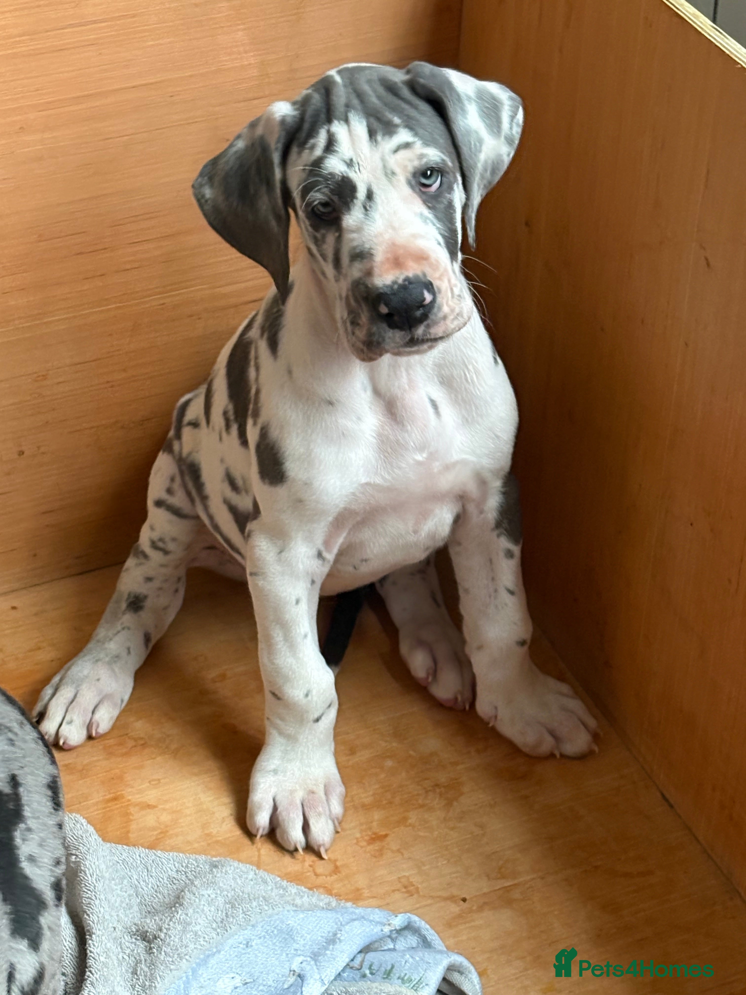 Great Dane dogs Purebred Great Dane Puppies – European Bloodline  - Advert 2