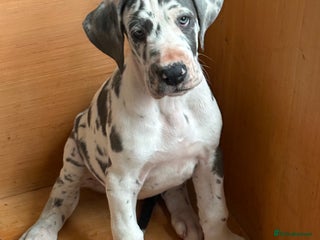 Great Dane dogs Purebred Great Dane Puppies – European Bloodline - Advert 1