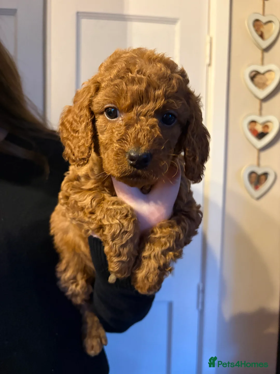 Cockapoo dogs for sale: Cockapoo puppies  - Advert 1