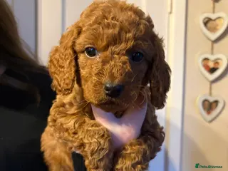 Cockapoo dogs Cockapoo puppies - Advert 7