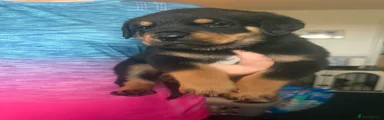 Rottweiler 1