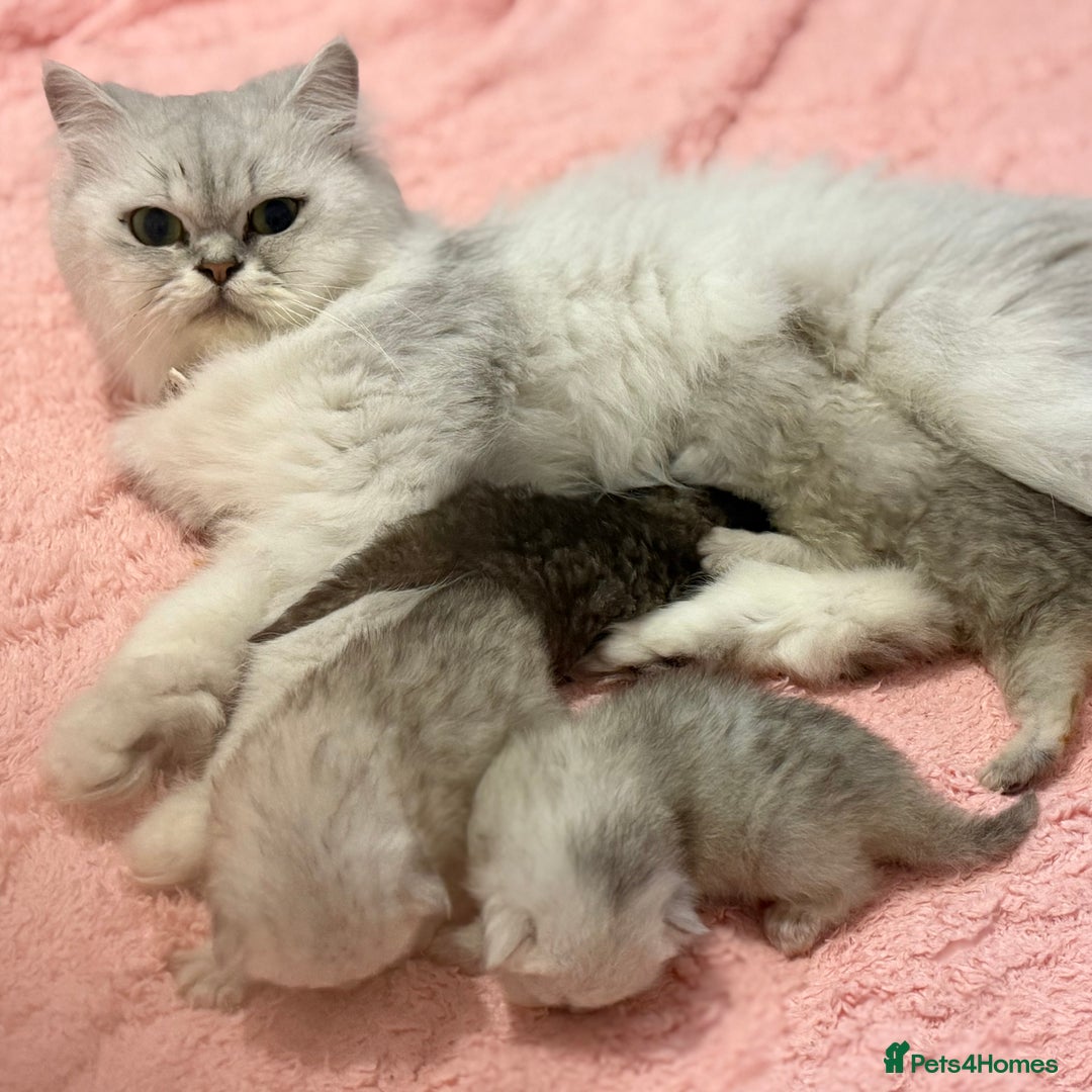 Persian cats for sale: Persian chinchilla kittens  - Image 10