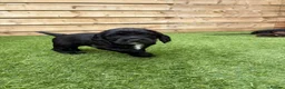 Sprocker dogs for sale: Beautiful Sprocker Puppies Seeking Forever Homes in Hengoed - Advert 7