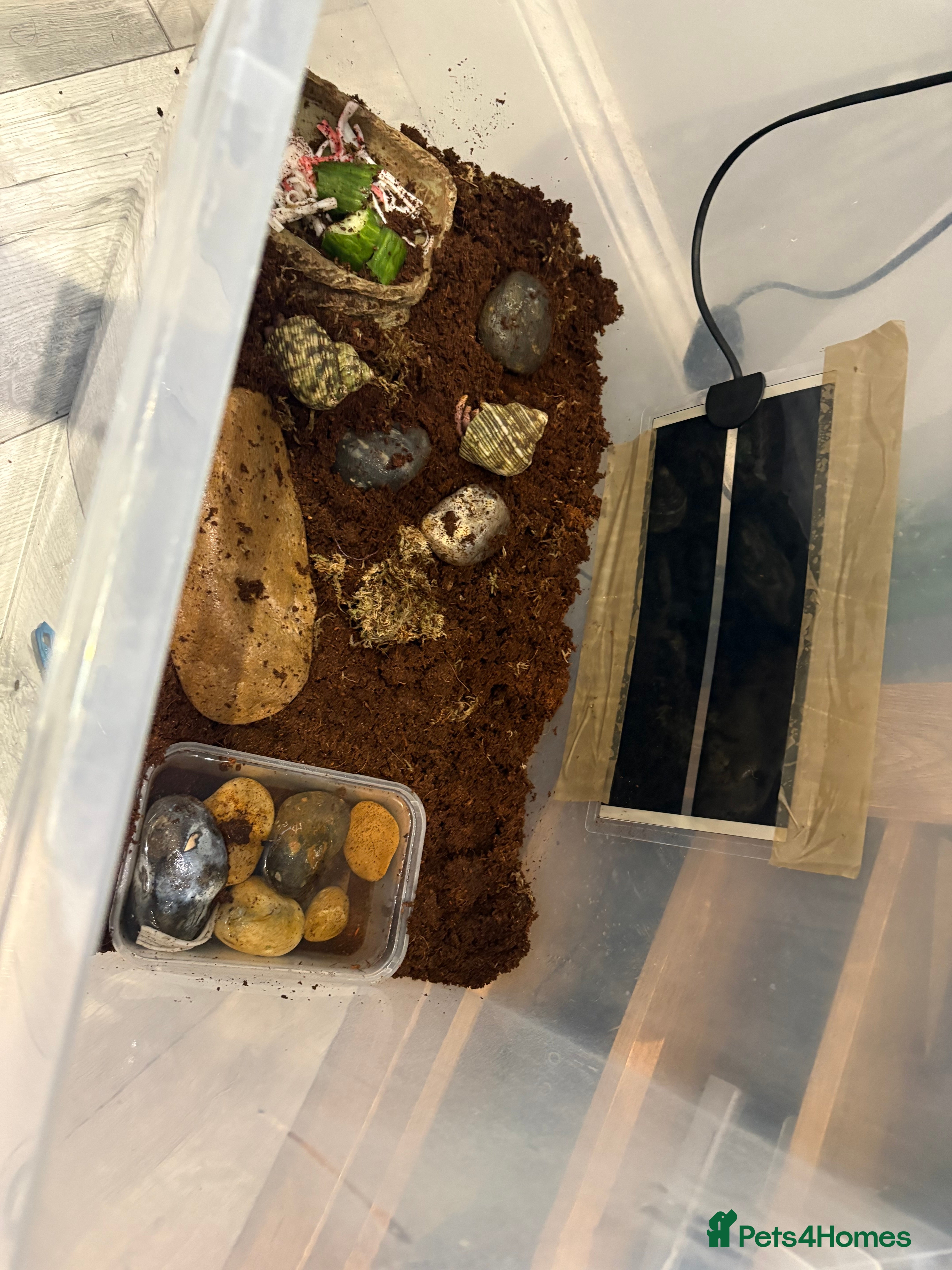 Crabs invertebrates Land hermit crabs and enclosure  - Advert 1