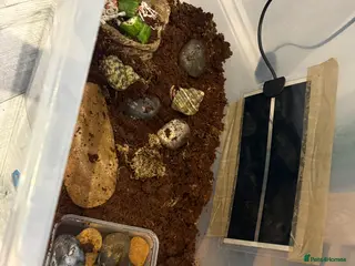 Crabs invertebrates Land hermit crabs and enclosure - Advert 1