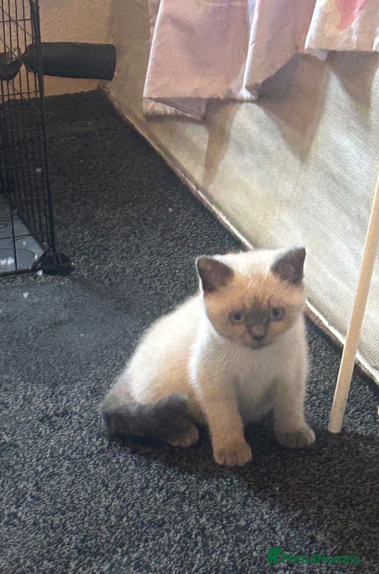 British Shorthair cats 3 beautiful brothers ready for there loving home  - Advert 1