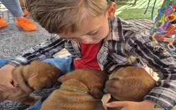 Dogue De Bordeaux dogs for sale: Dogue de Bordeaux puppies  - Advert 3