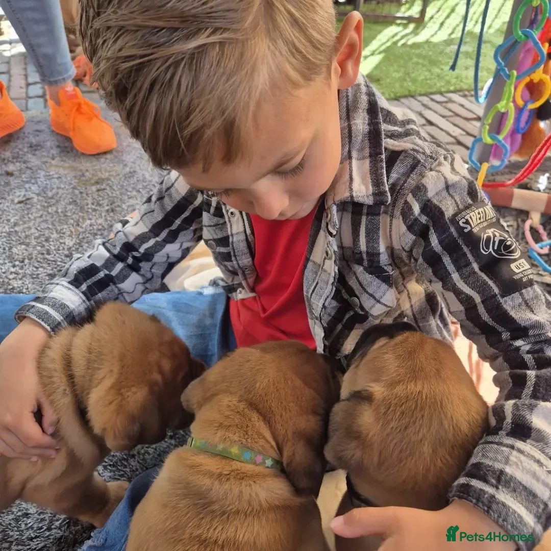 Dogue De Bordeaux dogs for sale: Dogue de Bordeaux puppies  - Advert 3