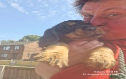 Cocker Spaniel dogs for sale: Cocker Spaniel puppies - Image 16