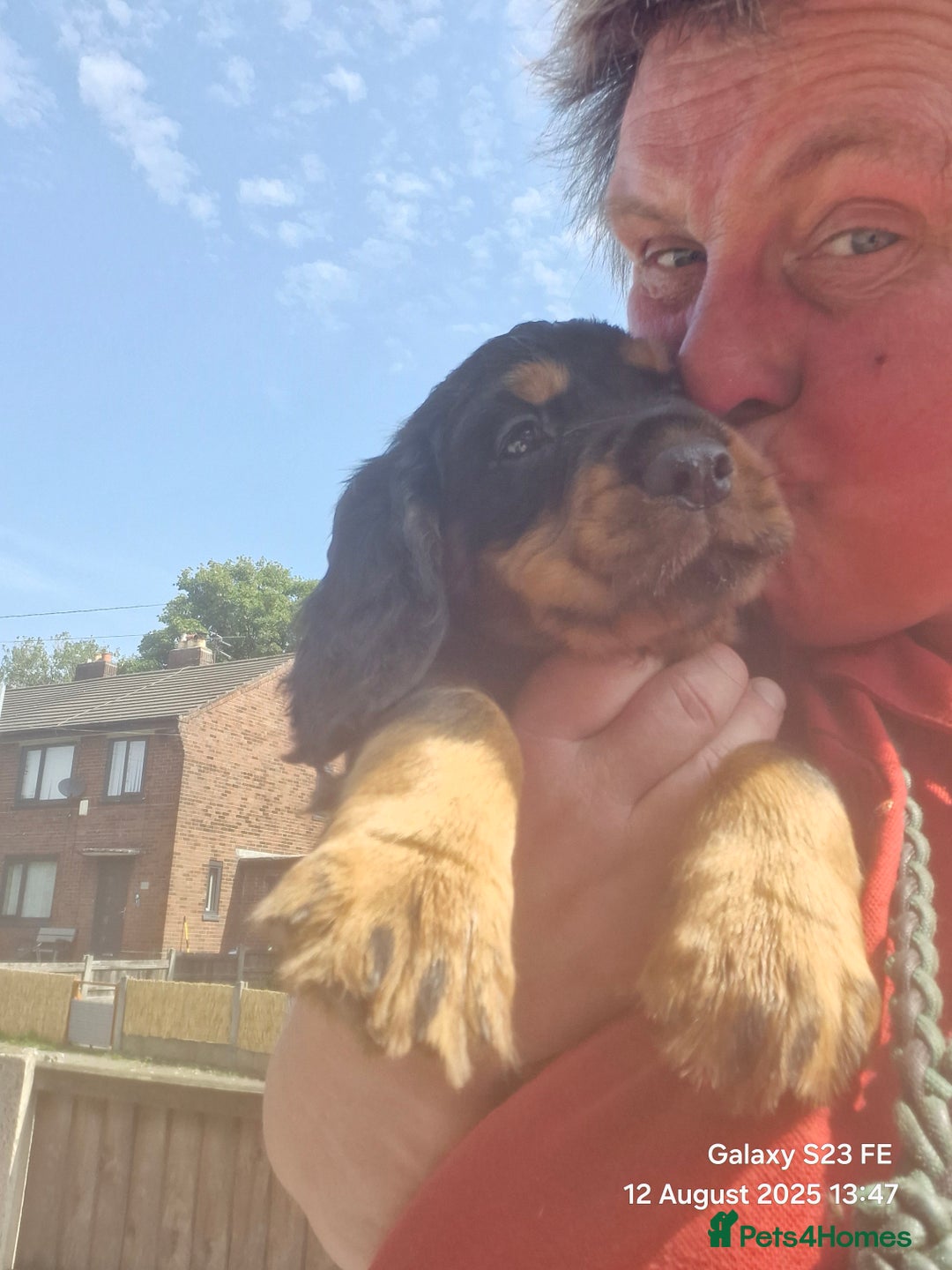 Cocker Spaniel dogs for sale: Cocker Spaniel puppies - Image 16