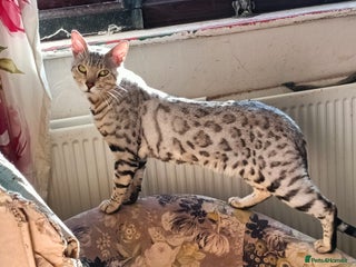 Bengal cats - Advert 13