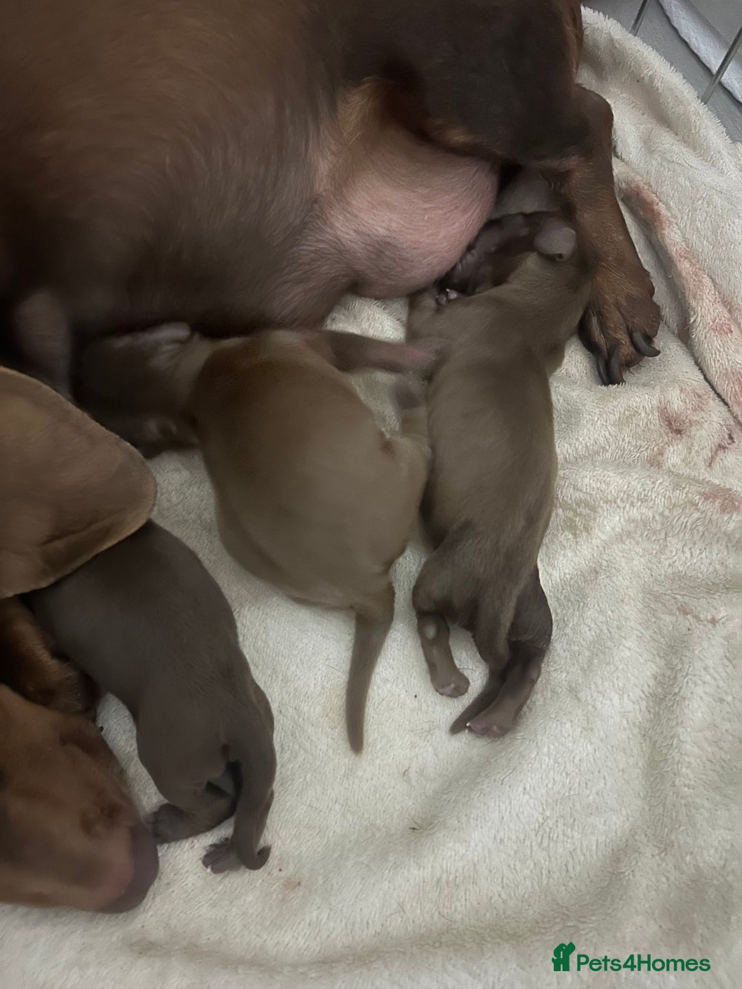 Miniature Dachshund dogs for sale: Miniature Dachshund  - Advert 2