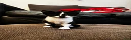 British Shorthair cats for sale: Beautiful British Shorthair Kittens in Westcliff-on-Sea - Advert 23