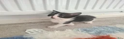 Mixed Breed cats for sale: Ready now! - Advert 2