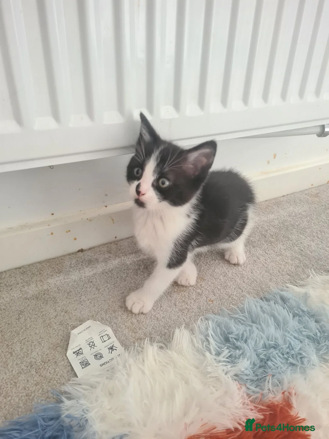 Mixed Breed cats for sale: Ready now! - Advert 2