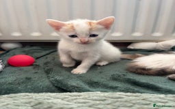 Mixed Breed cats for sale: 5 Adorable Fluffy White Playful Kittens  - Image 15