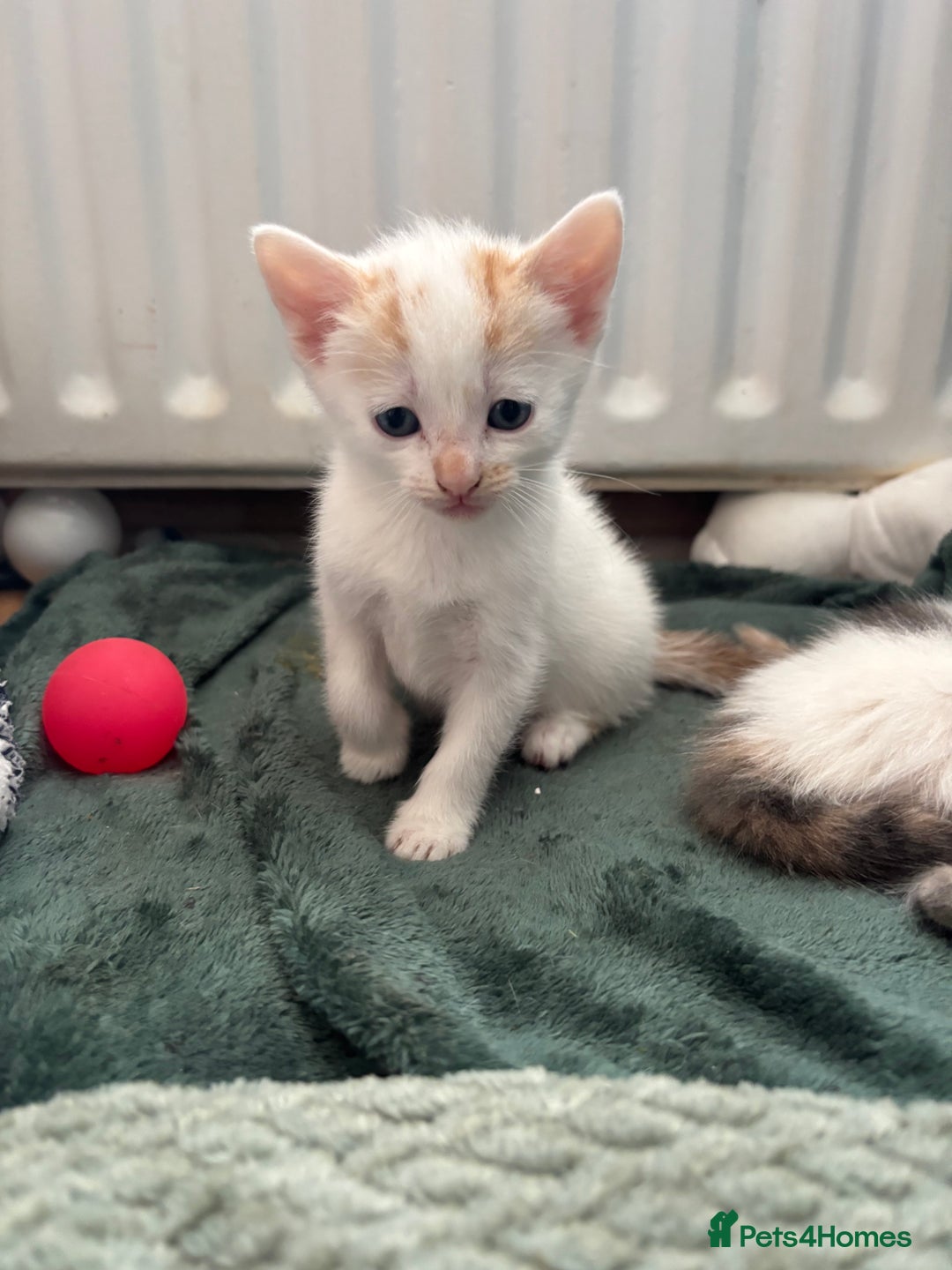Mixed Breed cats for sale: 5 Adorable Fluffy White Playful Kittens  - Image 15