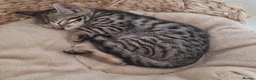 Bengal cats for sale: Rare Bengal kittens  - Advert 7