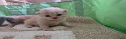 British Shorthair cats for sale: Champion GCCF British Shorthair Kittens  - Advert 9
