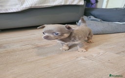 Chihuahua dogs for sale: Beautiful chihuahua puppies - Image 2