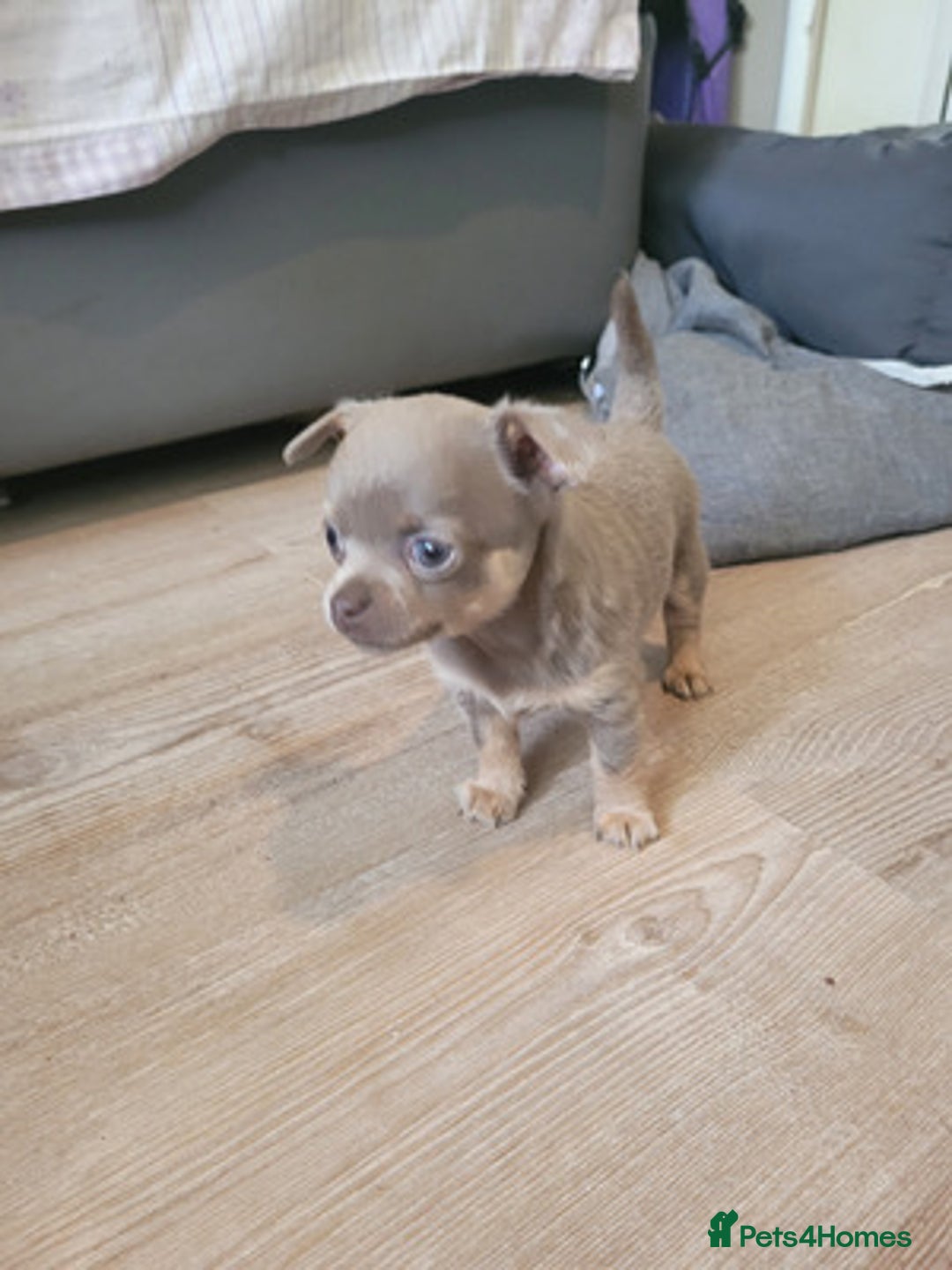 Chihuahua dogs for sale: Beautiful chihuahua puppies - Image 2