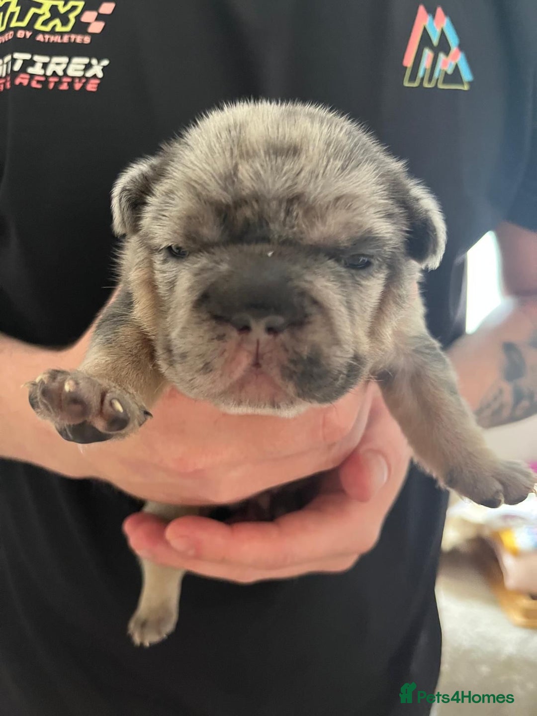 French Bulldog dogs for sale: ⭐️ KC Rope nose frenchies carrying fluffy ⭐️ - Image 6