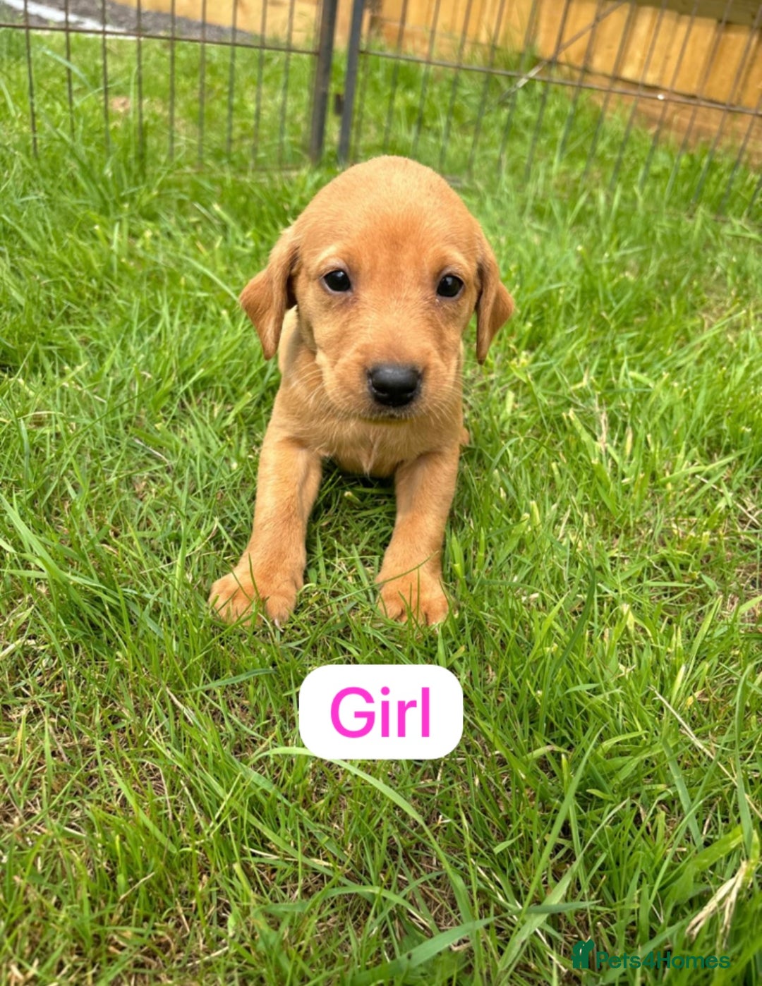 Labrador Retriever dogs for sale: Labrador Retriever Puppies  - Image 5