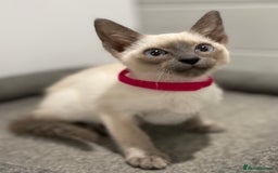 Siamese cats for sale: GCCF Registered Pure Traditional Siamese.  - Image 15