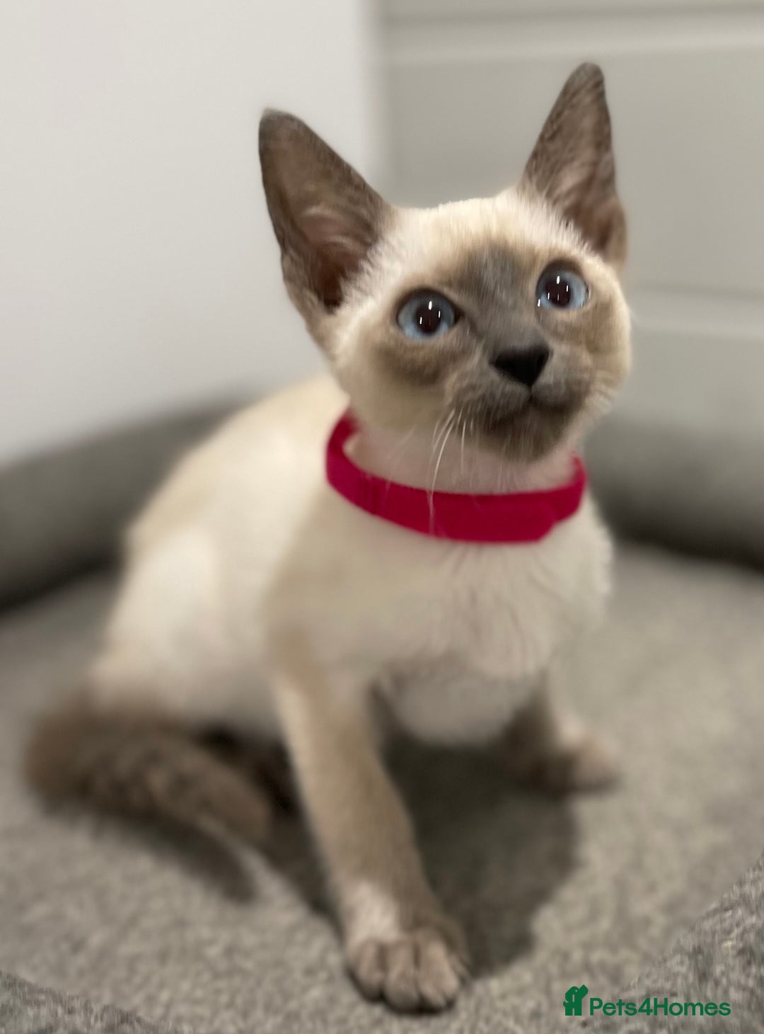 Siamese cats for sale: GCCF Registered Pure Traditional Siamese.  - Image 15