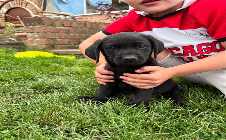 Labrador Retriever dogs - Advert 7