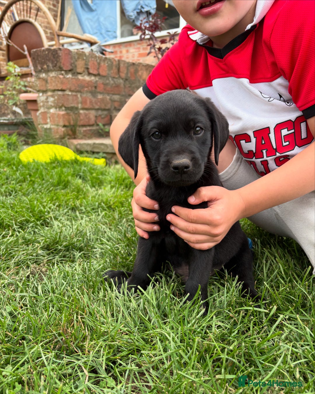 Labrador Retriever dogs for sale: Pick of the litter Male Labrador - Image 1