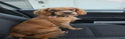 Cocker Spaniel dogs for sale: Four Beautiful Cocker Spaniel Puppies  in Chelmsford - Advert 1