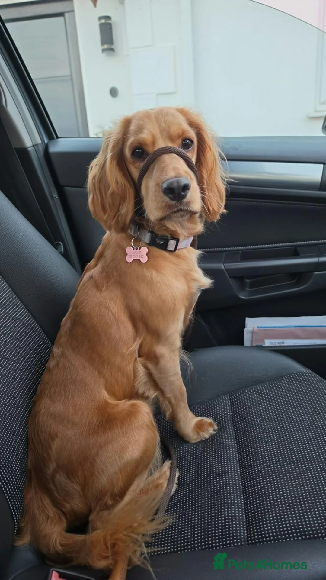 Cocker Spaniel dogs for sale: Four Beautiful Cocker Spaniel Puppies  in Chelmsford - Advert 1