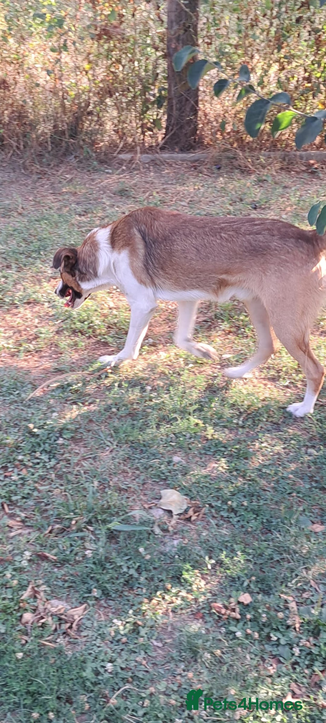 Mixed Breed dogs for adoption: BENNY - a faithful dog for a Loving Home - Image 12