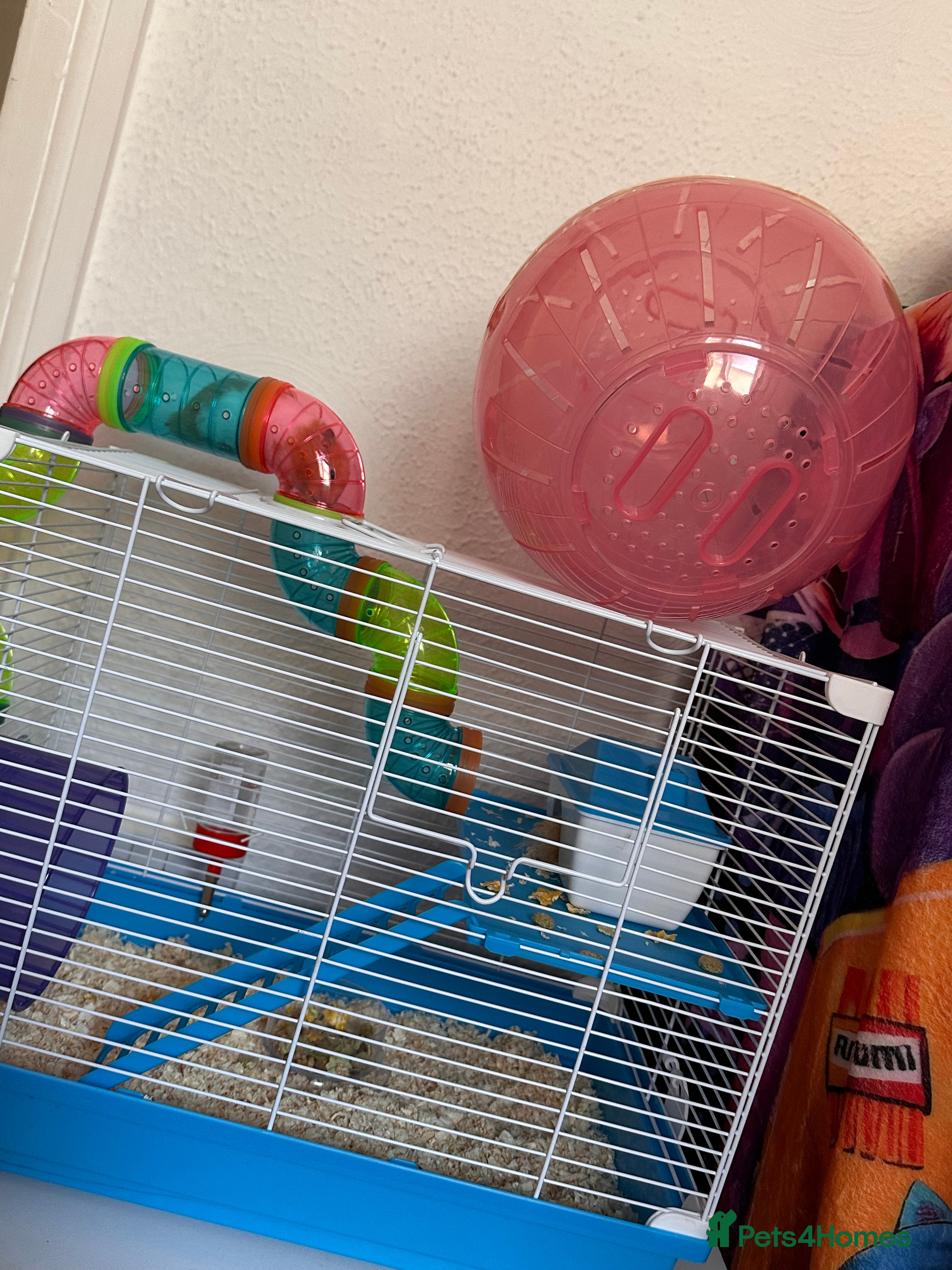 Hamster rodents Syrian hamster  - Advert 6