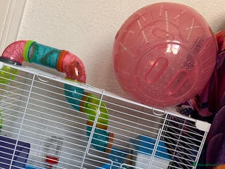 Hamster rodents Syrian hamster - Advert 1