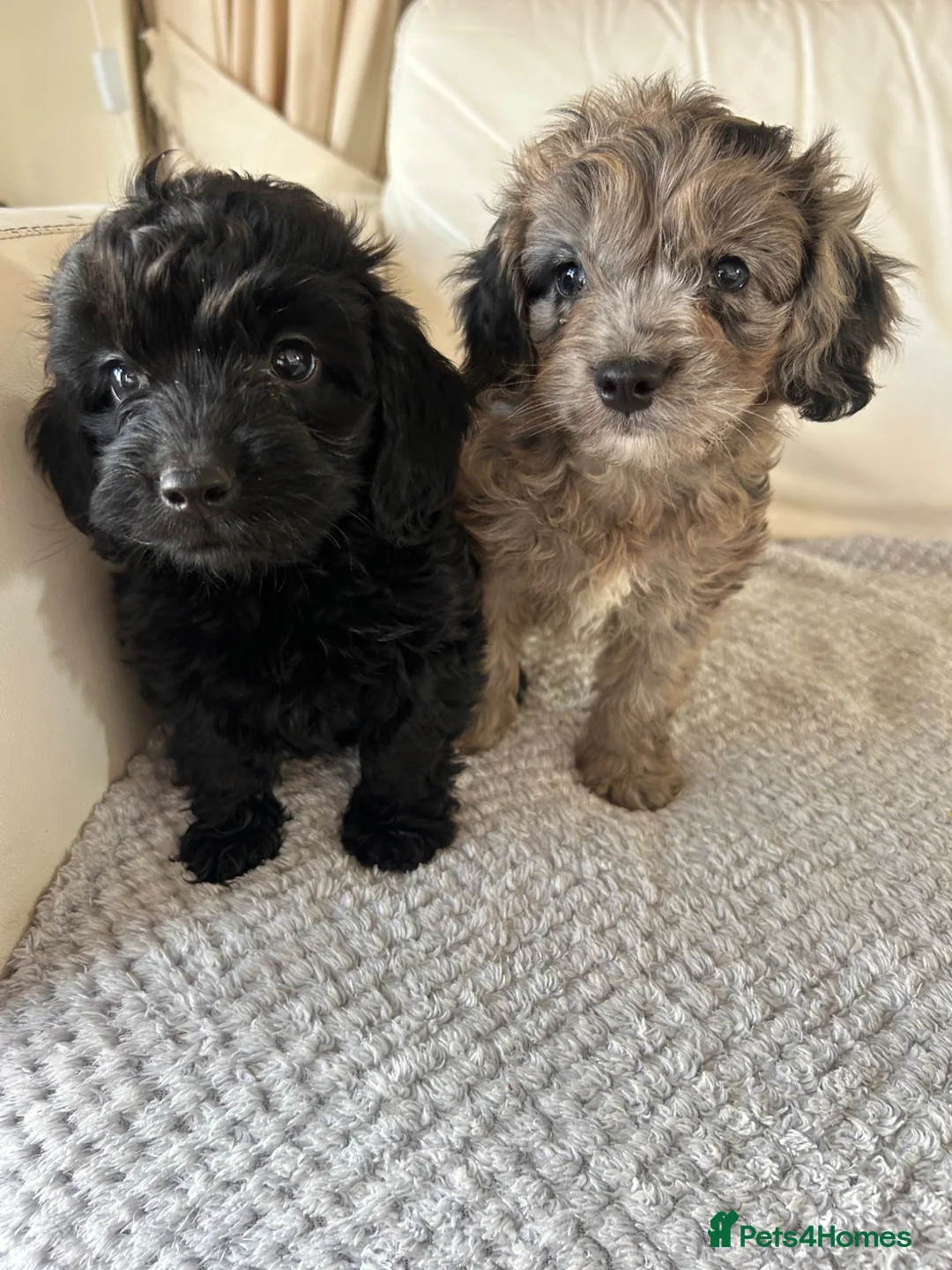 Cockapoo dogs for sale: Adorable cockapoo puppies for sale  - Advert 1