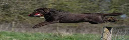Labrador Retriever dogs for sale: Beautiful KC Chocolate Labs - Advert 12