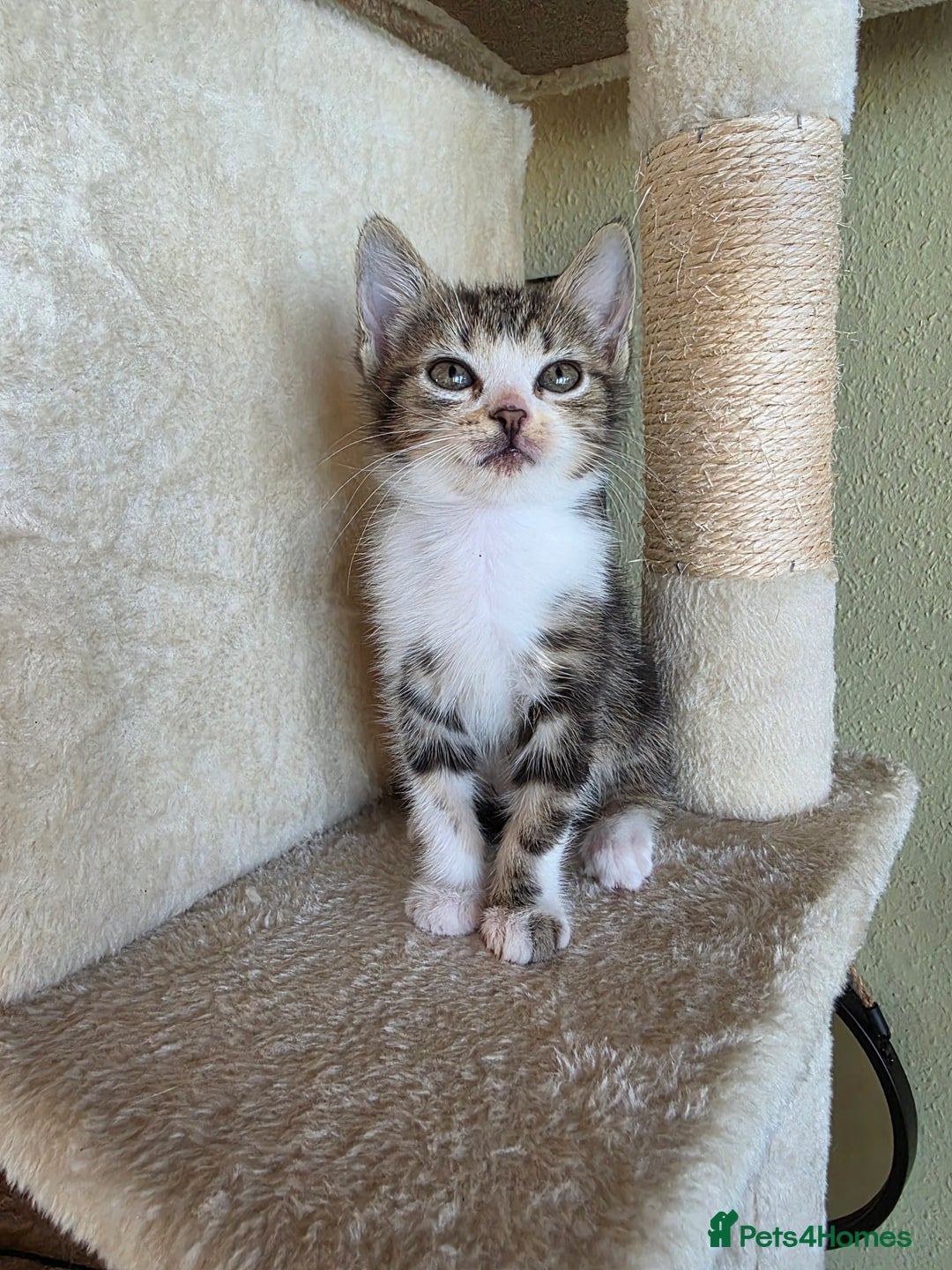 Domestic Shorthair cats for sale: Four sweet little flufflets - Image 8