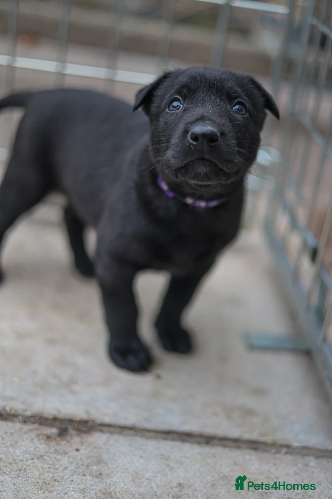 Belgian Shepherd Dog dogs for sale: Belgian Mallinois PUPS - Advert 2