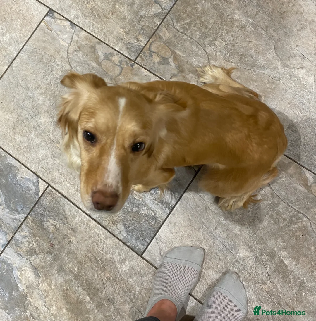 Cocker Spaniel dogs for sale: 🐾 Beautiful Working KC Cocker Spaniel Puppies 🐾 - Advert 14