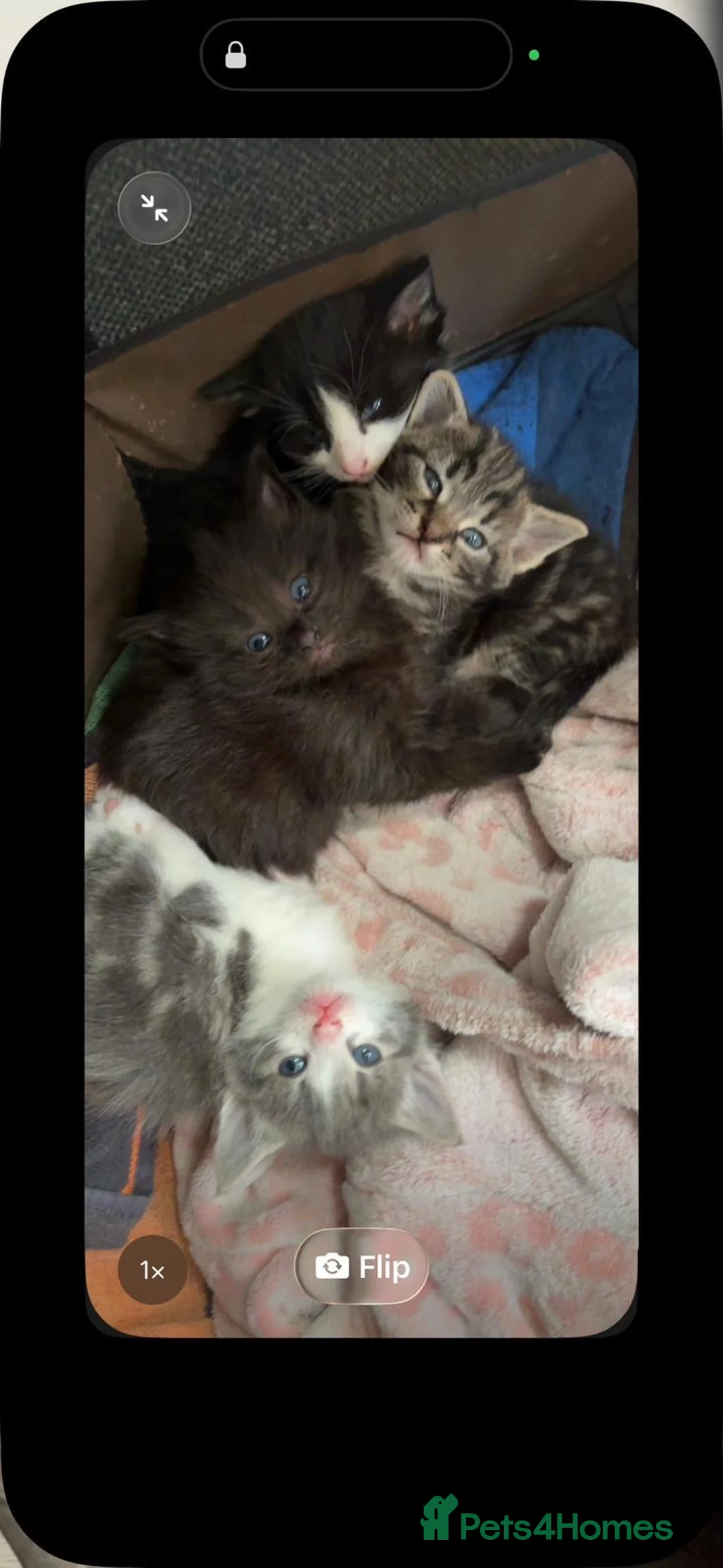 Mixed Breed cats for sale: Half bengal and Norwegian forest cat in Worcester Park - Advert 34