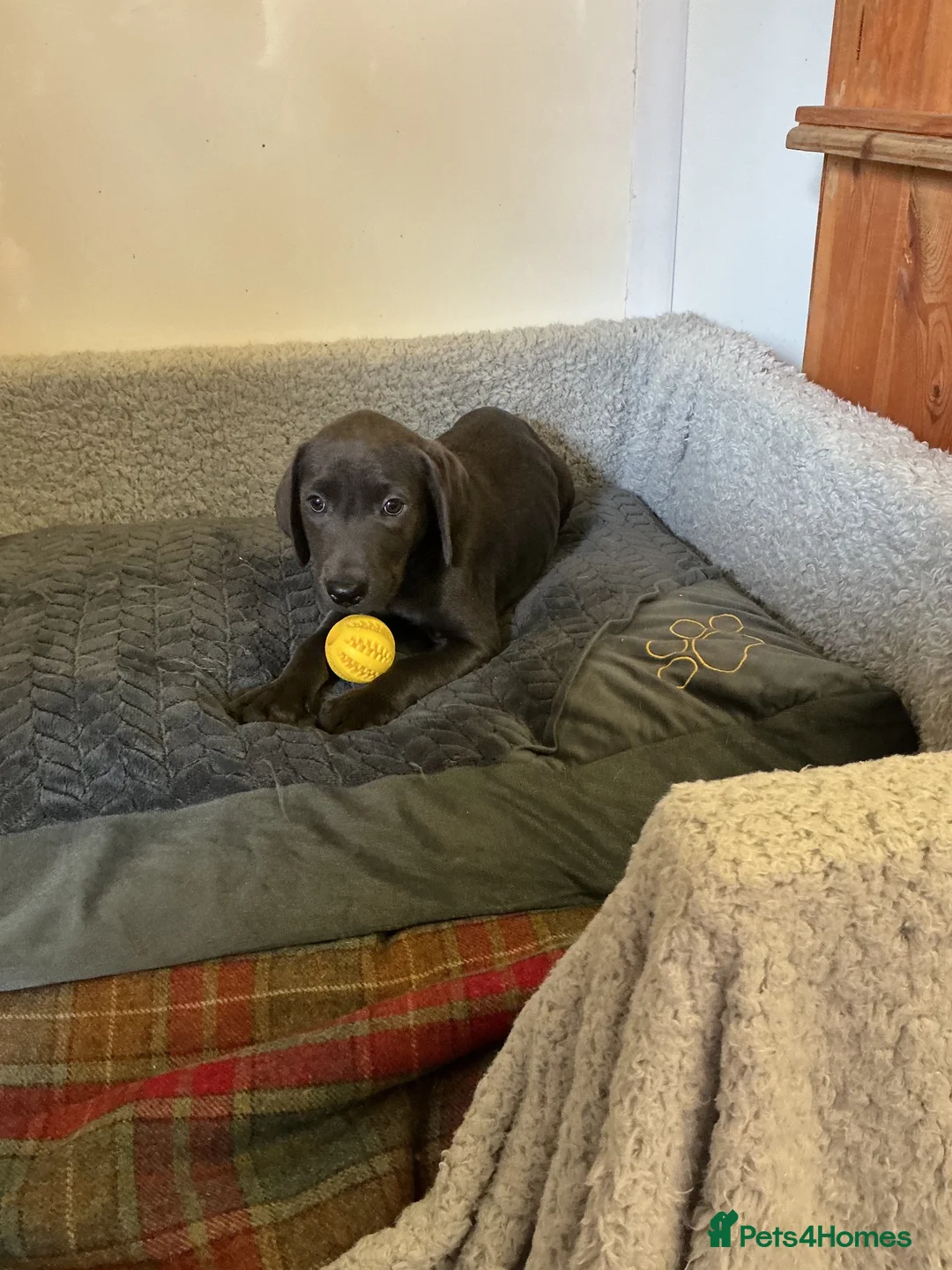 Labrador Retriever dogs for sale: Labrador  in Doncaster - Advert 2