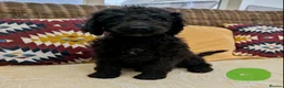 Irish Doodle dogs for sale: Standard Irish Doodle Puppies in Launceston - Advert 10